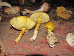 Amanita basii