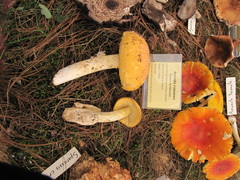 Amanita basii