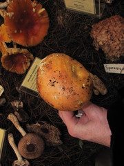Amanita basii