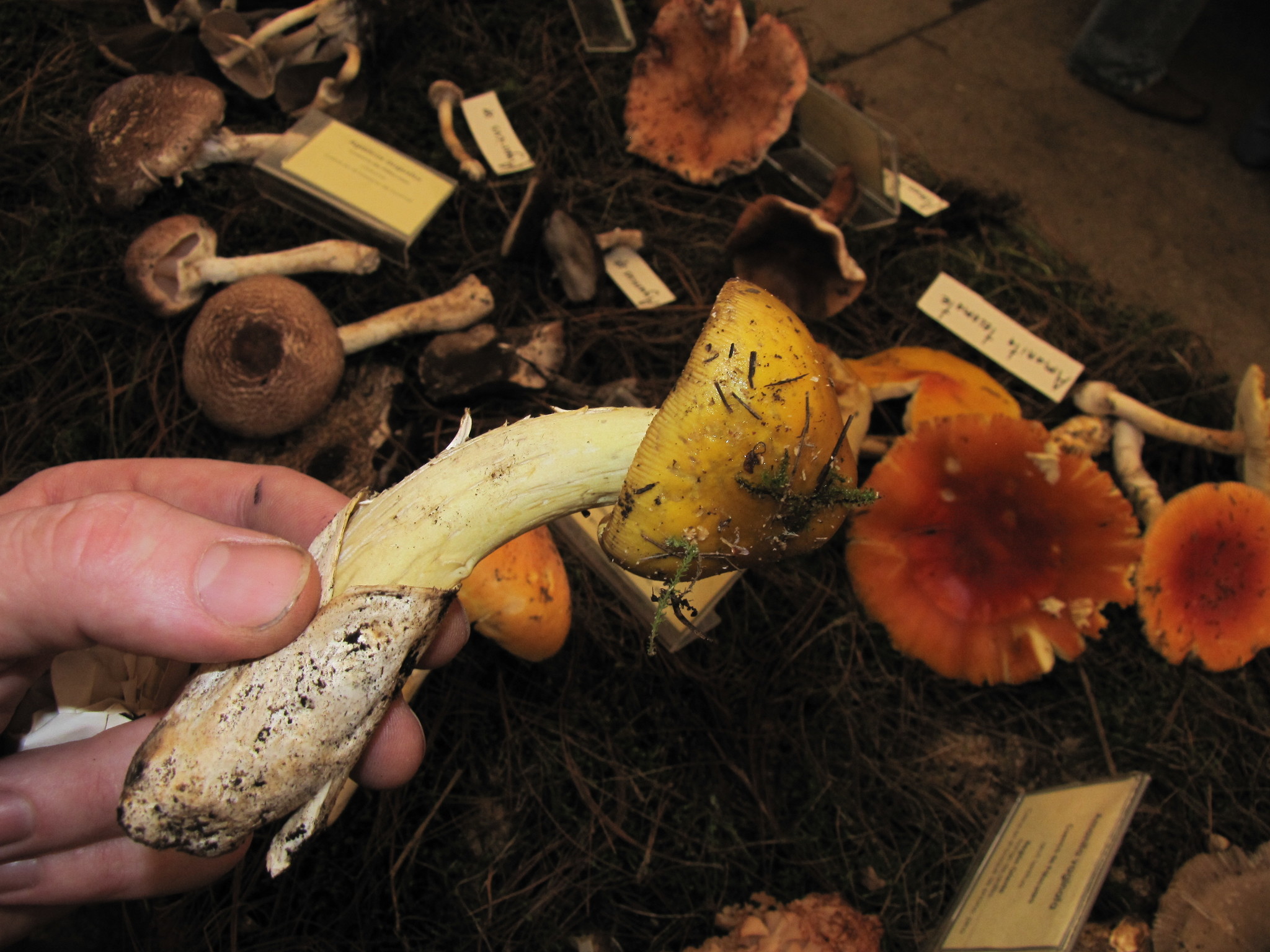 Amanita caesarea image
