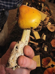 Amanita basii
