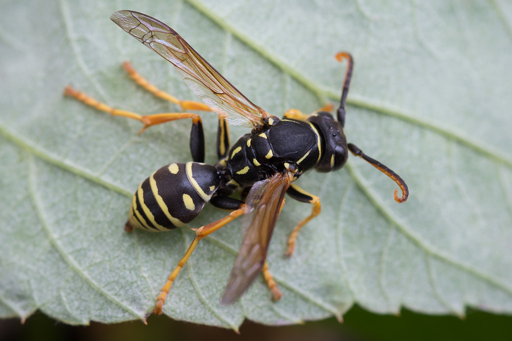 Polistes nimpha