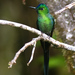 Long-tailed Sylph - Photo (c) David Cook, some rights reserved (CC BY-NC)
