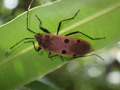 Physopelta quadriguttata