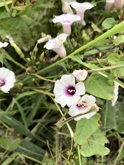 Ipomoea amnicola