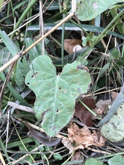 Ipomoea amnicola