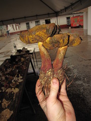 Baorangia