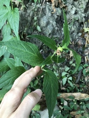 Cyclocodon lancifolius