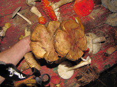 Baorangia