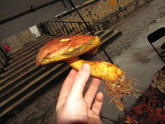 Baorangia