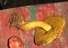 Baorangia