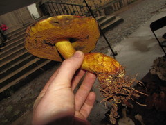 Baorangia