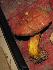 Baorangia