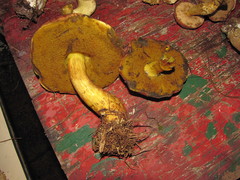Baorangia