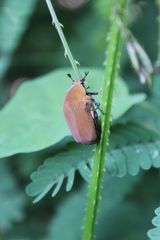 Hologymnetis cinerea