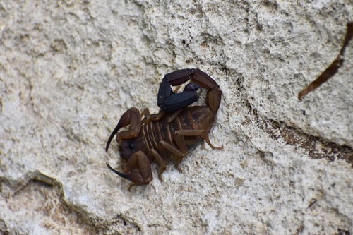 Heteroctenus junceus