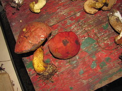 Baorangia