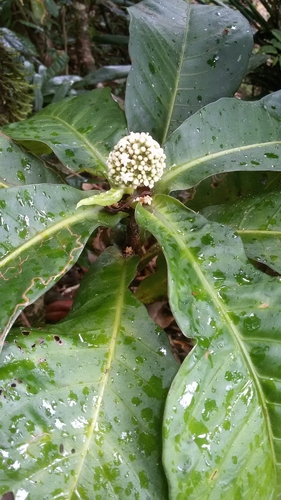 Psychotria simianensis image