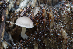 Psathyrella pygmaea