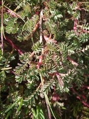 Acaena magellanica