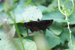 Nisoniades bromias