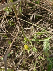 Trifolium spadiceum