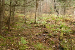 Matteuccia struthiopteris