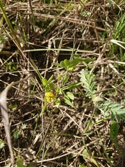 Trifolium spadiceum