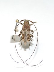 Acanthocinus griseus