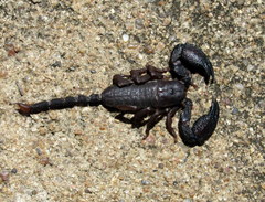 Hormuridae