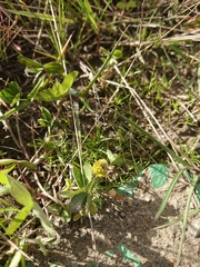 Trifolium spadiceum
