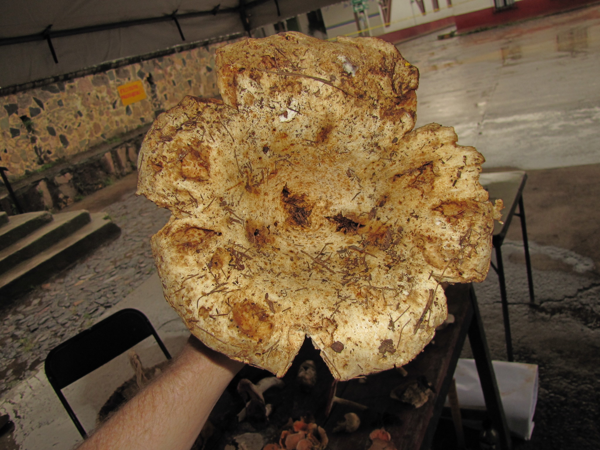 Russula brevipes image