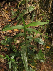 Epidendrum scytocladium