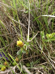 Trifolium spadiceum