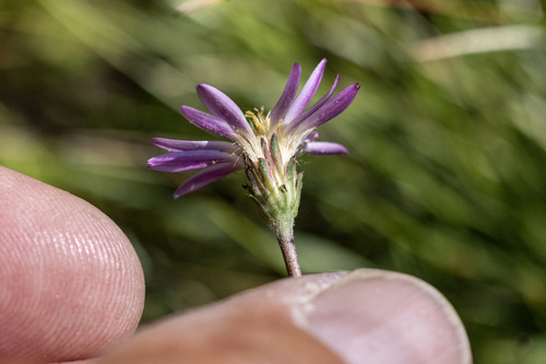 Tundra Aster (Oreostemma alpigenum)