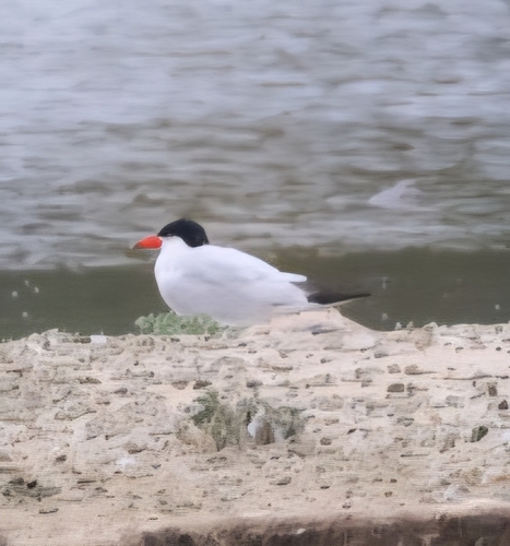 iNaturalist observation photo of Caspian Tern