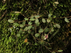 Trichosalpinx arbuscula