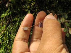 Trichosalpinx arbuscula
