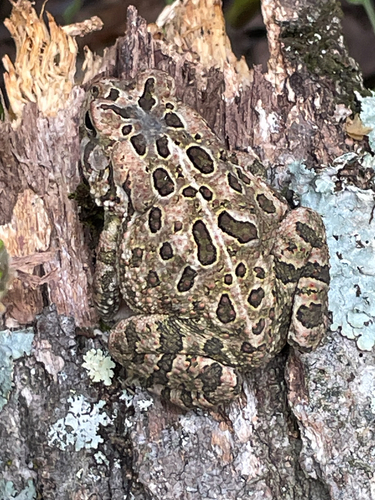 Fowler's Toad