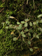 Trichosalpinx arbuscula