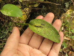 Acianthera polystachya