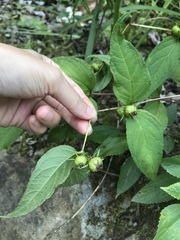 Cyclocodon lancifolius