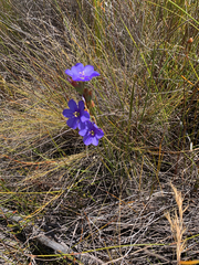 Aristea dichotoma