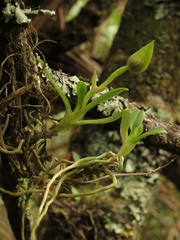Telipogon latifolius