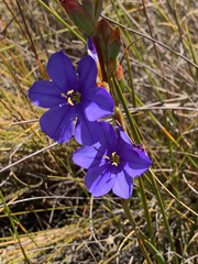 Aristea dichotoma