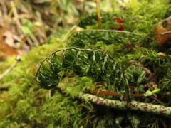 Hymenophyllum polyanthon