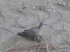 Streptopelia decaocto