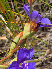 Aristea dichotoma