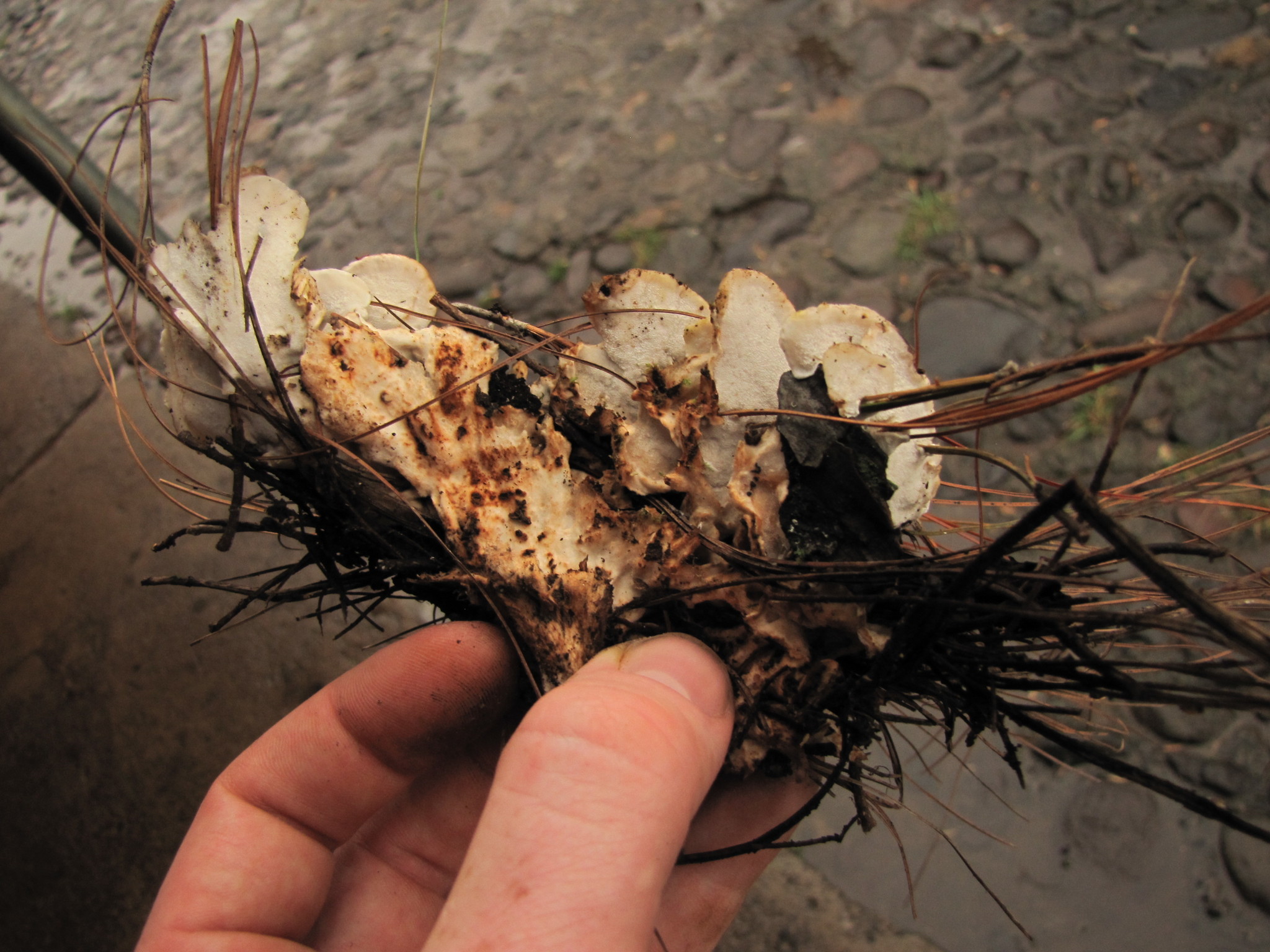 Postia floriformis image