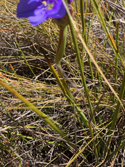 Aristea dichotoma